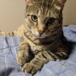 Chip - @chip_little_mew - Instagram