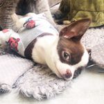 ✨Чип✨ - @chip_little_boy - Instagram