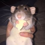 Chip Little Stager - @chippy_the_rat - Instagram