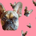 chip - @littlefrenchchip - Instagram