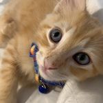 𝓒𝓱𝓲𝓹 𝓜𝓪𝓷𝓷 - @_.chipthekitten._ - Instagram