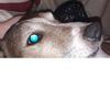 chipmarshallandtom - @chipmarshallandtom - TikTok