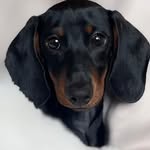 𝐂𝐡𝐢𝐩 𝐌𝐚𝐫𝐬𝐡𝐚𝐥𝐥🩵 - @chipthemini_dachshund - Instagram