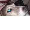chipmarshallandtom - @chipmarshallandtom - TikTok