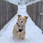 Chip Mitchell - @chippy_mitchell - Instagram