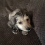 Archibald Chip Myers - @archibaldthedoxie - Instagram