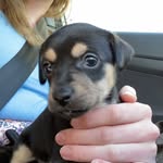Chip - @java.chip.myers - Instagram