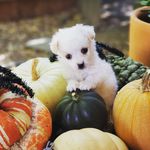 Chip Nelson - @chipnelsonthemorkie - Instagram