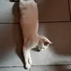 🐱 - @nelsonchipanachip - TikTok