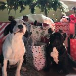 Obi And Chip Nelson - @theadventuresofobiandchip - Instagram