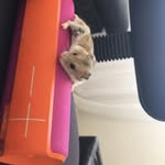 Chip Dip Flip Montoya - @chip_the_little_savage - Instagram