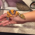 Chip Savage - @chip_savage_lepord_geko - Instagram