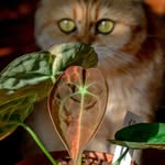 ★ Chip Starr ★ - @plant_starr - Instagram