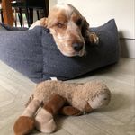 Chip Stevens - @chip_navigating_his_world - Instagram