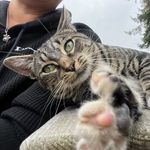 Chip Stevens - @chiptheshopcatstevens - Instagram