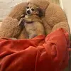 Chipa - @chipawalker - TikTok