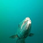 Chip Wood - @chip.wood - Instagram