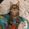 chipper - @chipper.jones0 - TikTok