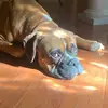 Chipper Dog Jones🐾🐶 - @chippertheboxer - TikTok