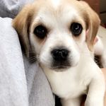 Chipper Jones - @chipperthepuppy - Instagram