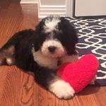 Chipper Jones Fields - @chipper_thebernedood - Instagram