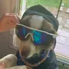 ChipperJones - @chipperjonesthedog - TikTok