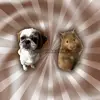 gizmogabochitosy - @gizmogabochitosy - TikTok