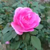 Chitra Sharma - @chitrasharma188 - TikTok