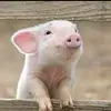 Kwokhing Chiu - @kwokhingchiu - TikTok