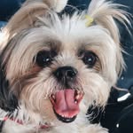 CHLOE🐾💓🦴 - @chloeamatoo - Instagram