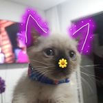 chloe 🐱💜 - @chloe_belmont_ - Instagram