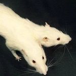 chloe brewer - @radon.rat - Instagram