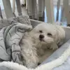 Chloe Cormier - @chloe.cormier54 - TikTok