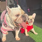 Belita y Chloe Cuellar 🐶💛 - @belitaychloe - Instagram