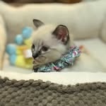 Chloe🐱 - @chloecuellarthecat - Instagram