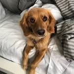 Chloe Field - @imchloethecav - Instagram