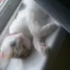 chloe gibbs - @chlochloe2017 - TikTok
