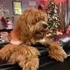 Chloe Guzman - @chloepuppy4 - TikTok