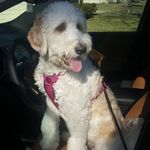 Chloe Hamlin - @chloe_doodle_hamlin - Instagram