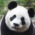 chloe heath - @xxchloe202xxpandas - Instagram