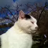chloe - @chloerkirk - TikTok