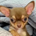 💖 Chloe 💖 - @chloe_le_chi - Instagram