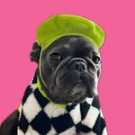Chloe 🐶🇺🇦 - @chloelepetitsavoyard - Instagram