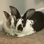 Chloe🐰Milton - @chloeandmilton - Instagram