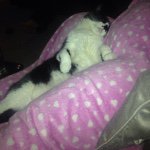 Chloe Stanfield - @tink_cat_ - Instagram