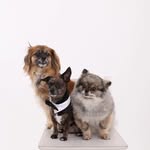 Chloe, Jimmy, Grace, Freddie 🐕 plus Travis & Bruce 🐈‍⬛ - @torontopetmob - Instagram