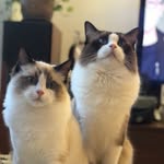 Chloriswong - @chloris_wong_0529 - Instagram
