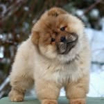 Chow Chow - @chow.ins - Instagram