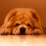 PUPA 🧸🐾 - @chow_india - Instagram