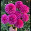 Raziya - @chochowin12955 - TikTok